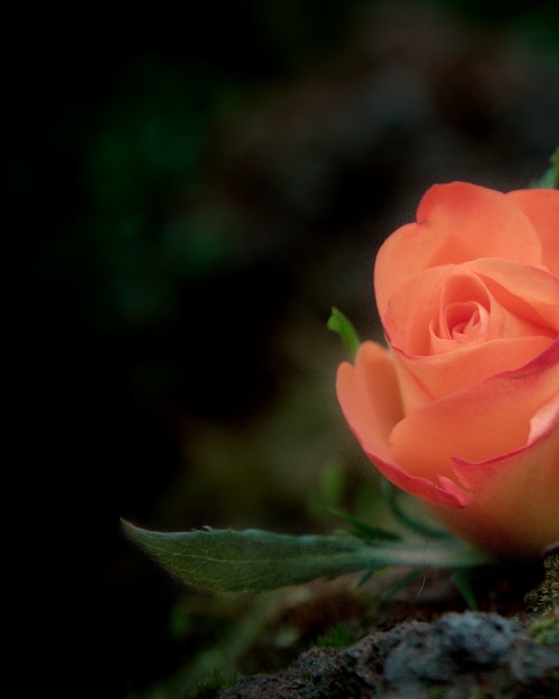 Rose (photo by Sander van der We)