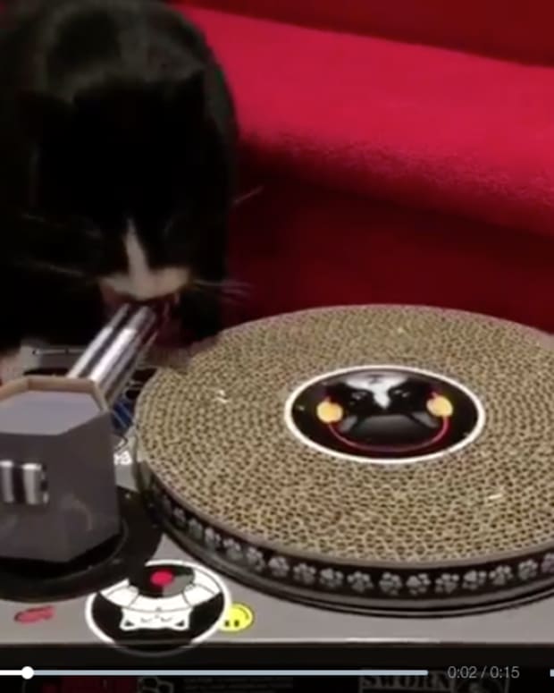 Watch Meowingtons DJ (Results Are Next Level)