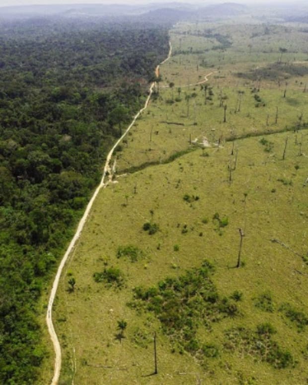 Rainforest That We Gotta Save
