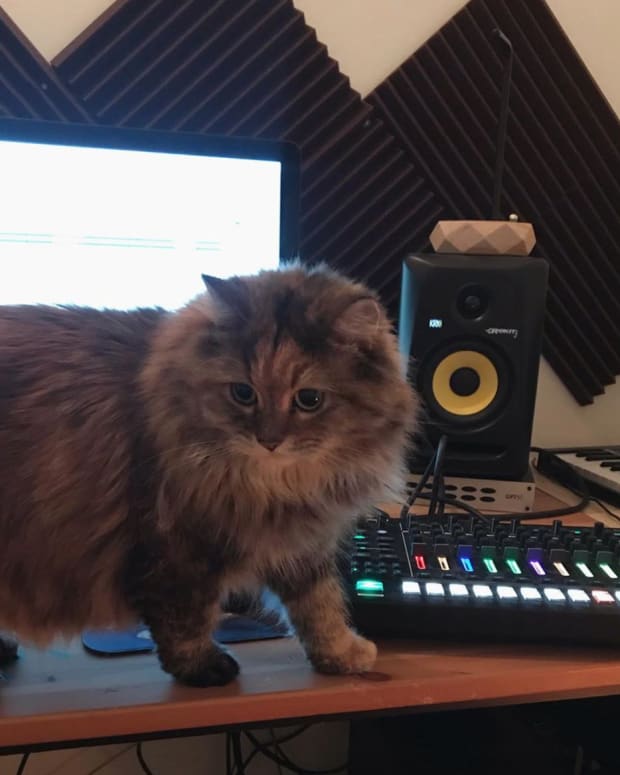 ambient kitty qrtr cat studio