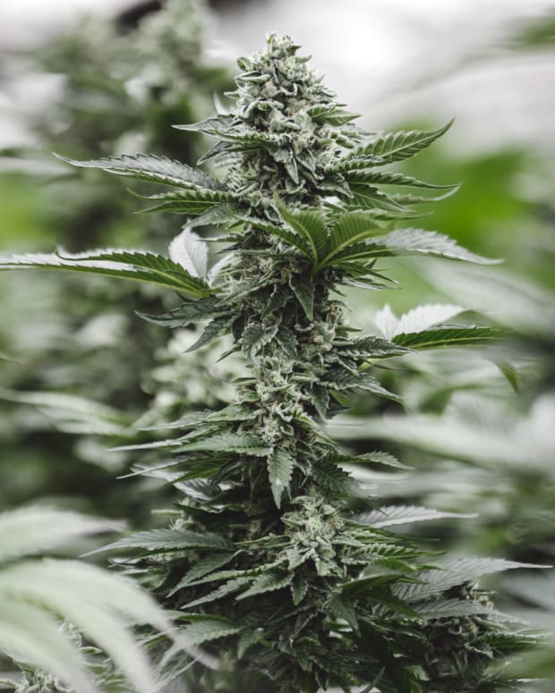 Cannabis Weed MD Farms