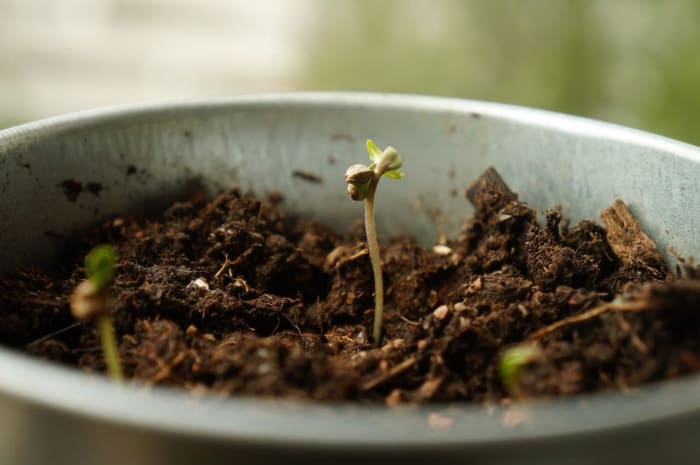 Sprouting marijuana seeds in soil