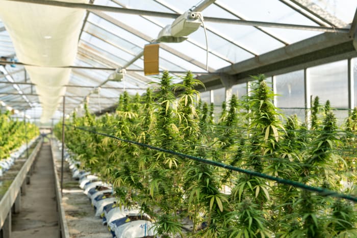Comment faire germer des graines de cannabis