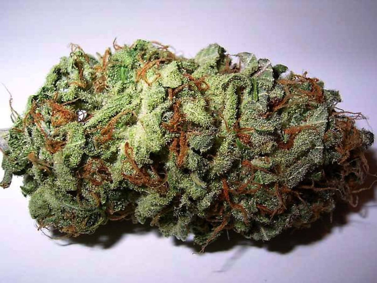 Marijuana strain: Sweet Tooth #3 (photo by Hupu2)