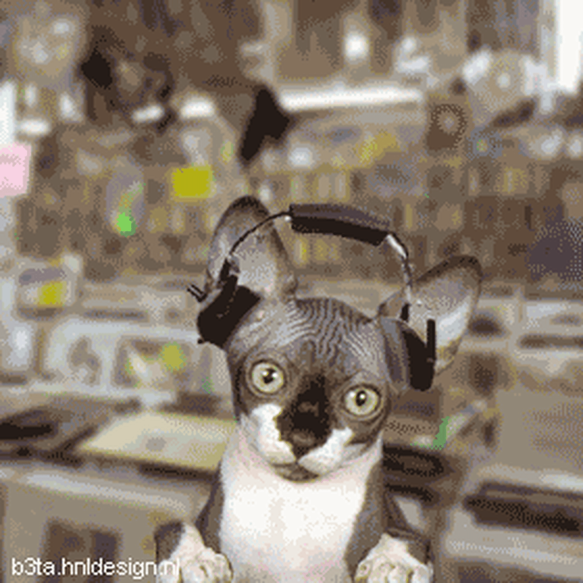 Go DJ Kitty Go: 30 Ridiculously Animated Cat Gifs and Stuff - Magnetic  Magazine