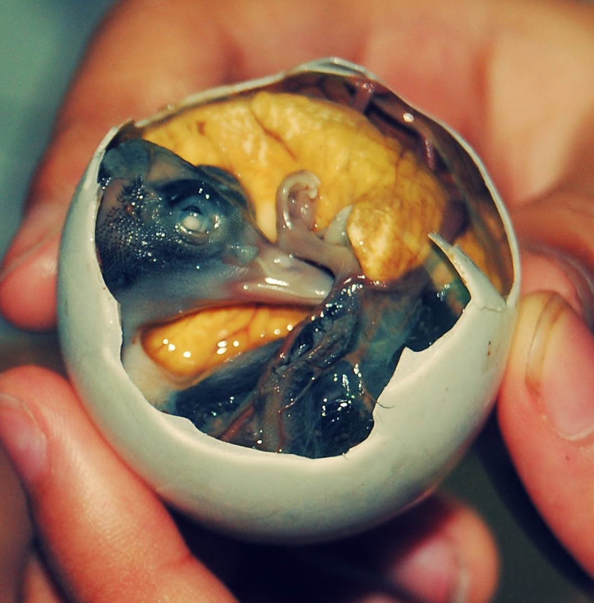 Balut boiled duck embryo