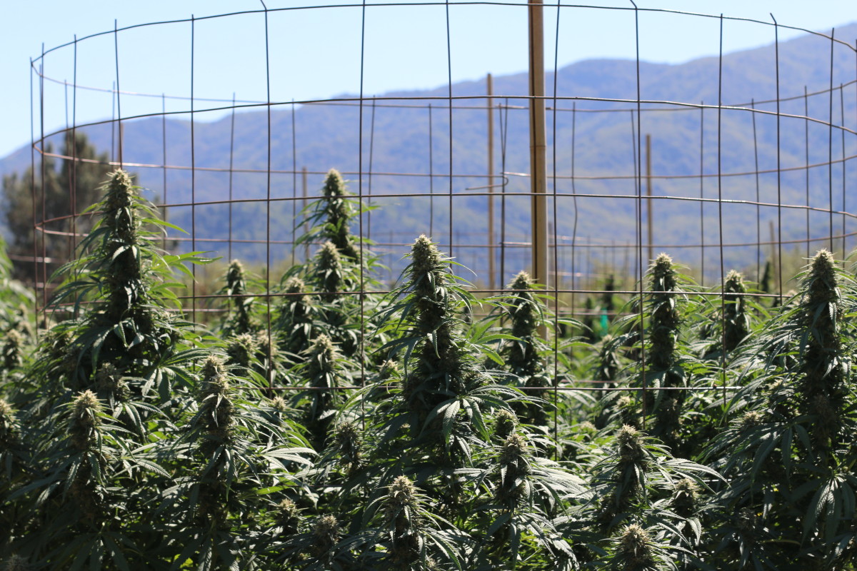 Aster Farms Cannabis Weed