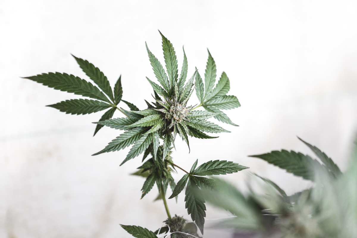 Cannabis Weed MD Farms