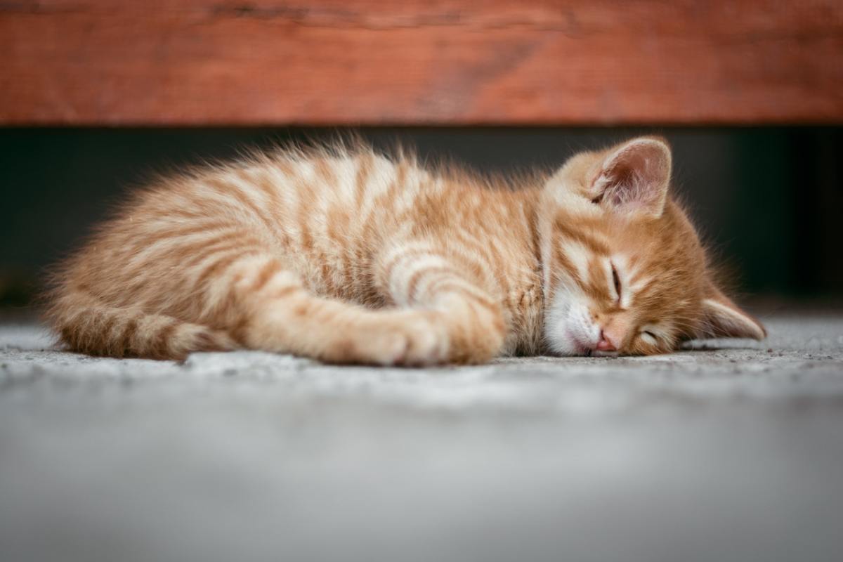 sleeping_kitty