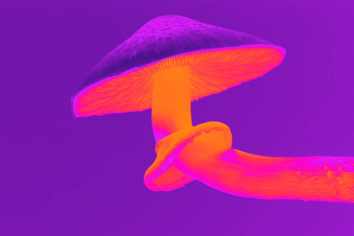 Magic Mushroom Graphic